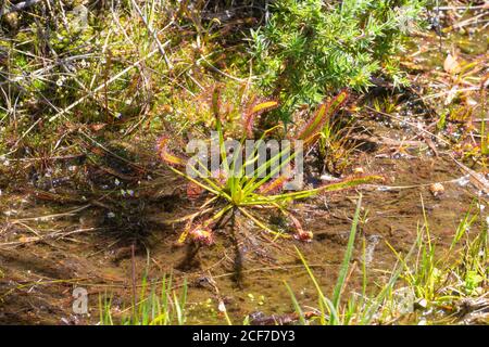 Drosera capensis au col Kloof de bain, Cap occidental, Afrique du Sud Banque D'Images