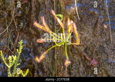 Drosera capensis au col Kloof de bain, Cap occidental, Afrique du Sud Banque D'Images