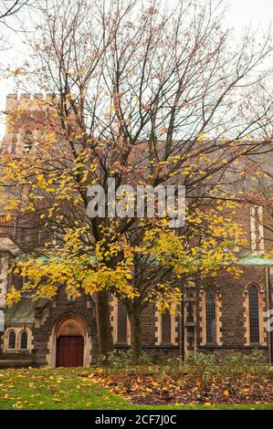 Magnifique arbre avec des feuilles jaunes poussant près de la façade de vieux Bâtiment le jour de l'automne à Swansea Banque D'Images