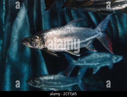 Gros poisson avec échelle de gris sous l'eau de mer sur bleu arrière-plan flou en océanographie Banque D'Images