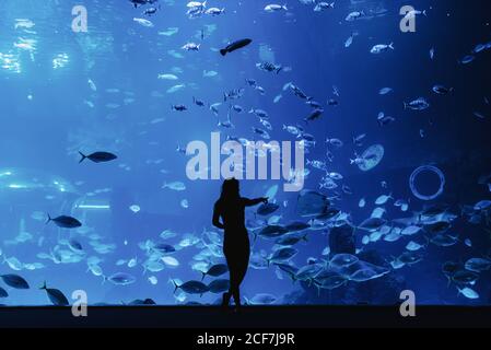 Vue arrière de la silhouette féminine pointant avec le doigt sur grand poisson exotique à travers le verre dans l'océan moderne Banque D'Images