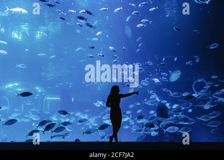 Vue arrière de la silhouette féminine pointant avec le doigt sur grand poisson exotique à travers le verre dans l'océan moderne Banque D'Images