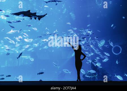 Vue arrière de la silhouette féminine pointant avec le doigt sur grand poisson exotique à travers le verre dans l'océan moderne Banque D'Images