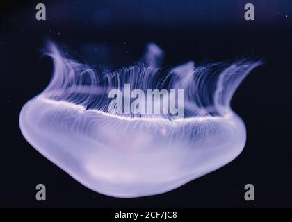 Méduse bleu transparent et tranquille sous l'eau turquoise de la mer sur flou arrière-plan