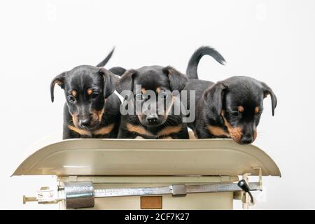 Trois chiots Jack Russell terrier posant sur une échelle de bébé vintage, fond blanc Banque D'Images