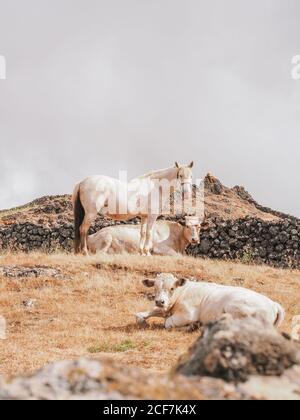 Magnifique paysage de vaches et de chevaux sur l'île d'el hierro, île des canaries en espagne Banque D'Images