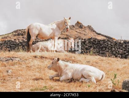 Magnifique paysage de vaches et de chevaux sur l'île d'el hierro, île des canaries en espagne Banque D'Images