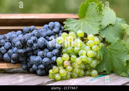 Bouquet de raisins bleus et verts dans une boîte en bois table en bois Banque D'Images