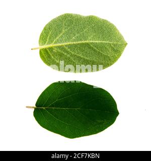 ensemble de deux feuilles de coing vertes isolées sur le fond blanc, en haut et en bas de la feuille Banque D'Images