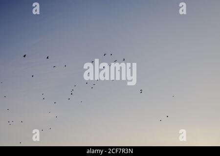 Silhouette noire d'oiseau volant floqué sur fond gris et bleu calme ciel clair pendant le temps équitable en été Banque D'Images
