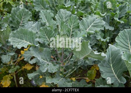 Maison de culture biologique pourpre Broccoli 'feu rouge' (Brassica oleracea) croissant sur un allotement dans un jardin de légumes à Devon, Angleterre,. ROYAUME-UNI Banque D'Images