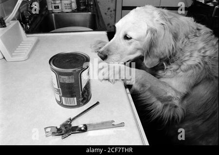 Mettez en place une photo pour illustrer les réactions Pavloviennes avec Mona - un Golden Retriever. Bournemouth, Dorset. 16 mai 1992. Photo: Neil Turner Banque D'Images