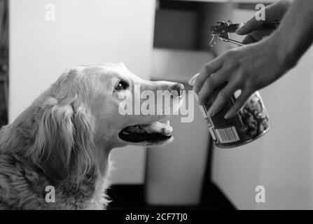 Mettez en place une photo pour illustrer les réactions Pavloviennes avec Mona - un Golden Retriever. Bournemouth, Dorset. 16 mai 1992. Photo: Neil Turner Banque D'Images