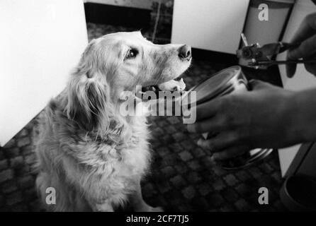 Mettez en place une photo pour illustrer les réactions Pavloviennes avec Mona - un Golden Retriever. Bournemouth, Dorset. 16 mai 1992. Photo: Neil Turner Banque D'Images