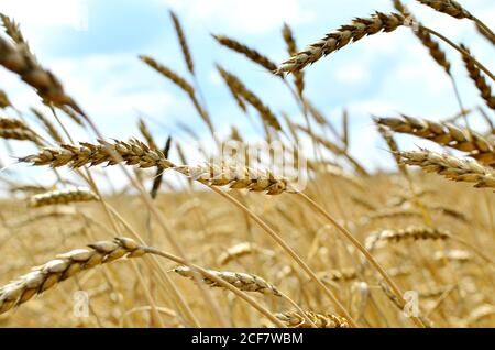 Vue sur un champ de blé mûr avec une teinte dorée au soleil. Récolte d'été. Ferme, production de farine, pain et produits de boulangerie. Terres agricoles Banque D'Images