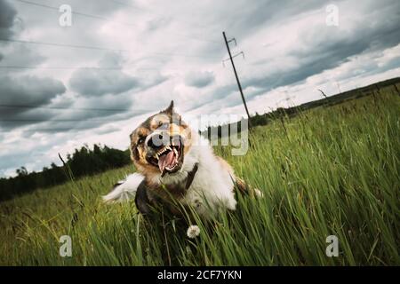 Angry agressif Mad Dog courant en plein air dans Green Meadow on Appareil photo Banque D'Images