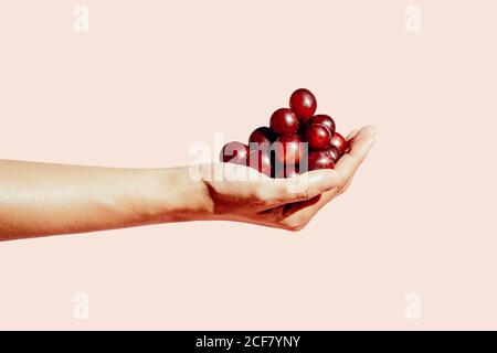 personne anonyme avec pile de raisins frais démontrant le concept de nourriture saine sur fond rose en studio Banque D'Images
