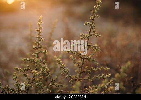 Herbe verte avec beaucoup de brindilles poussant sur la pelouse contre le fond d'herbe floue pendant le coucher du soleil en été calme chaude soirée Banque D'Images