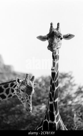 Le zoo de Londres et la Zoological Society of London sont un mélange complexe d'éducation, de recherche scientifique, de conservation et d'attraction touristique. 16 septembre 1992. Photo: Neil Turner Banque D'Images