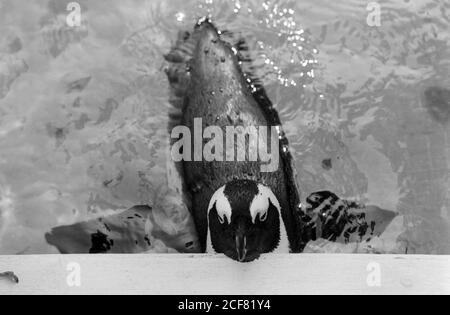 Le zoo de Londres et la Zoological Society of London sont un mélange complexe d'éducation, de recherche scientifique, de conservation et d'attraction touristique. 16 septembre 1992. Photo: Neil Turner Banque D'Images