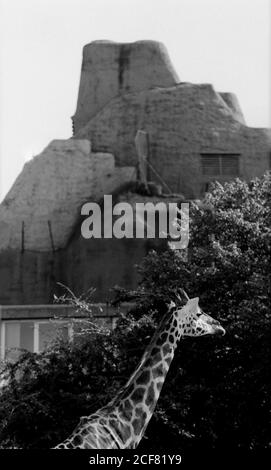 Le zoo de Londres et la Zoological Society of London sont un mélange complexe d'éducation, de recherche scientifique, de conservation et d'attraction touristique. 16 septembre 1992. Photo: Neil Turner Banque D'Images