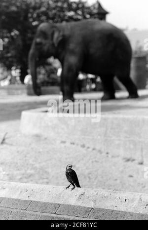 Le zoo de Londres et la Zoological Society of London sont un mélange complexe d'éducation, de recherche scientifique, de conservation et d'attraction touristique. 16 septembre 1992. Photo: Neil Turner Banque D'Images