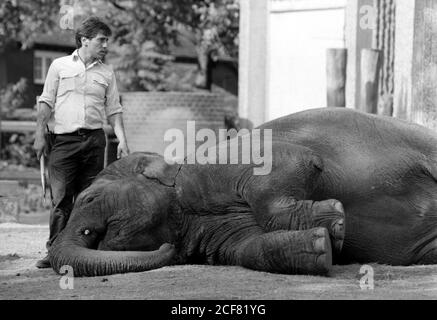 Le zoo de Londres et la Zoological Society of London sont un mélange complexe d'éducation, de recherche scientifique, de conservation et d'attraction touristique. 16 septembre 1992. Photo: Neil Turner Banque D'Images