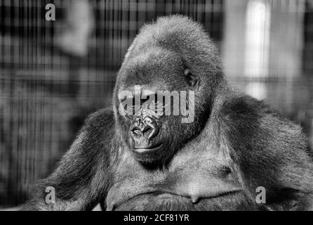 Le zoo de Londres et la Zoological Society of London sont un mélange complexe d'éducation, de recherche scientifique, de conservation et d'attraction touristique. 16 septembre 1992. Photo: Neil Turner Banque D'Images