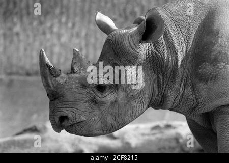 Le zoo de Londres et la Zoological Society of London sont un mélange complexe d'éducation, de recherche scientifique, de conservation et d'attraction touristique. 16 septembre 1992. Photo: Neil Turner Banque D'Images