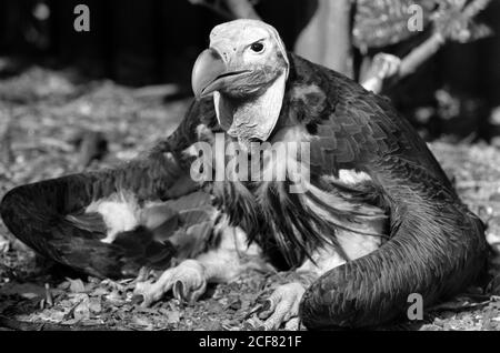 Le zoo de Londres et la Zoological Society of London sont un mélange complexe d'éducation, de recherche scientifique, de conservation et d'attraction touristique. 16 septembre 1992. Photo: Neil Turner Banque D'Images