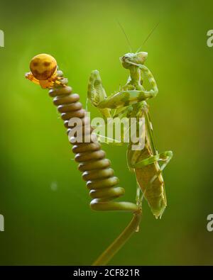 Mantis ou prier Mantis Religiosa avec l'araignée jaune Banque D'Images