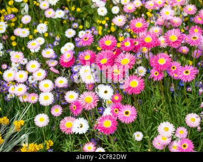 Les fleurs roses persistantes font partie de la famille des pâquerettes. Ils poussent naturellement dans les régions méridionales de l'Australie occidentale et s'étendent jusqu'en Australie méridionale. Banque D'Images