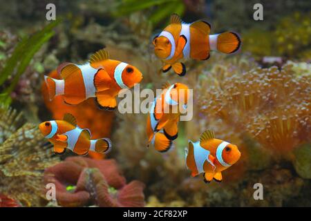 Poisson-clown ou poisson-anmonégone (Amphiprioninae) Banque D'Images
