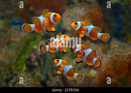 Poisson-clown ou poisson-anmonégone (Amphiprioninae) Banque D'Images