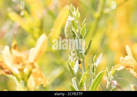 La larve de la mouche à scie sur la verdaded de la friteuse (Genista tinctoria). Sussex, Royaume-Uni. Banque D'Images