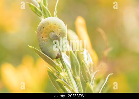 La larve de la mouche à scie sur la verdaded de la friteuse (Genista tinctoria). Sussex, Royaume-Uni. Banque D'Images