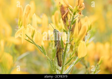 Sauterelle sur l'herbe verte de la friteuse (Genista tinctoria). Sussex, Royaume-Uni. Banque D'Images