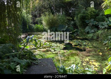 Végétation luxuriante autour d'un étang, et une partie de la pavage en ardoise du Chelsea Garden, conçu par Darren Hawkes, Tremenheere Sculpture Gardens, Cornwall Banque D'Images