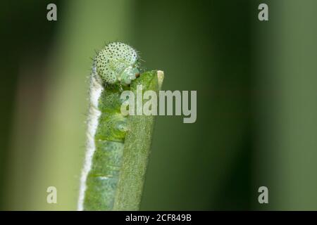 Pointe orange (Anthocharis cardamines) caterpillar. Sussex, Royaume-Uni. Banque D'Images