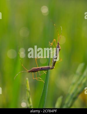 Accouplement d'un insecte d'oreille de riz sur une plante de riz Banque D'Images