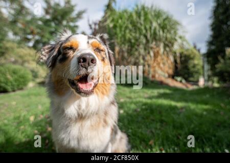 un berger australien en grand angle, assis sur le green gras visage drôle sourire yeux fermés Banque D'Images