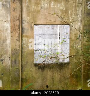 Vieux mur en pierre de merde de bâtiment desolate avec porte ouverte et arbre poussant à proximité Banque D'Images