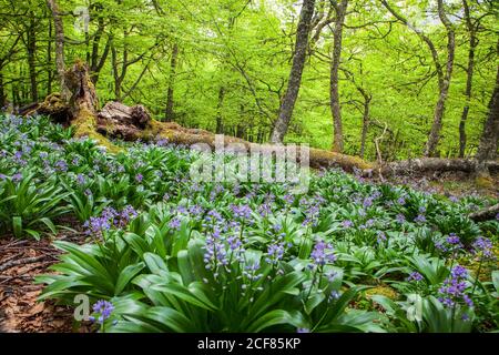 Des jacinthes de fleurs sauvages bleues qui poussent dans la forêt de feuillus de printemps Puerto de Ventana en Espagne Banque D'Images