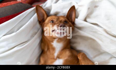 Belle photo d'un chien chihuahua drôle Banque D'Images