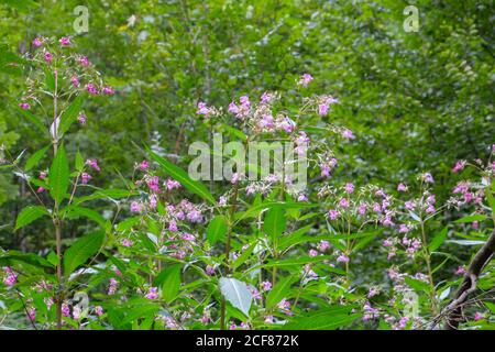Gros plan de Balsam himalayan, aussi appelé Impatiens glandulifera ou springkraut Banque D'Images