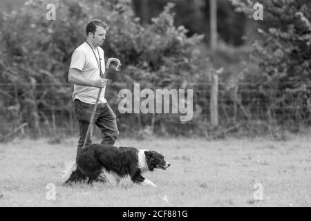 Essais de chiens de berger Dinas Mawddwy 2020 Banque D'Images