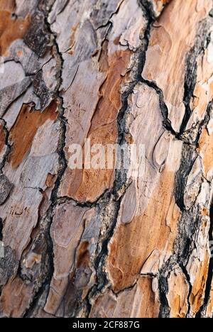 Gros plan de l'ancien tronc d'arbre sec écorce brun clair avec surface rugueuse et inégale avec fissures l'après-midi Banque D'Images