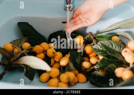 De dessus de récolte anonyme jeune femme contrôle l'eau flottant du robinet tout en lavant dans le lavabo, fruits de loquat naturels et savoureux sur les branches avec des feuilles vertes Banque D'Images