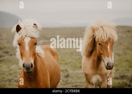 Vue rapprochée de deux magnifiques chevaux qui sillonnant dans un magnifique pré le jour de l'automne Banque D'Images