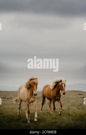 Deux beaux chevaux qui sillonent dans un magnifique pré le jour de l'automne Banque D'Images